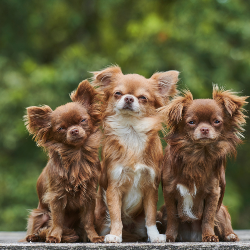 chihuahua breeds