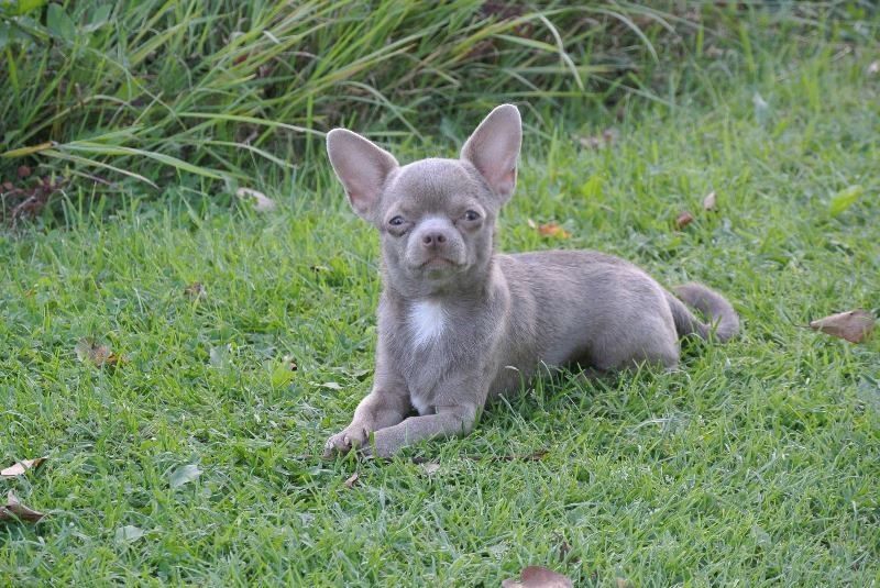 lavender chihuahua