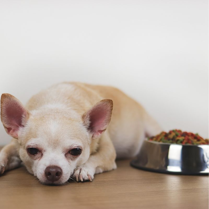 what fruits can chihuahua eat