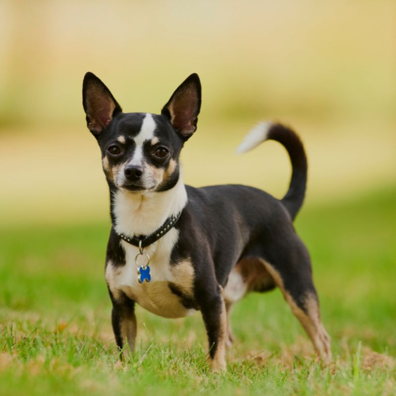 chihuahua skin turning black chihuahuas shop