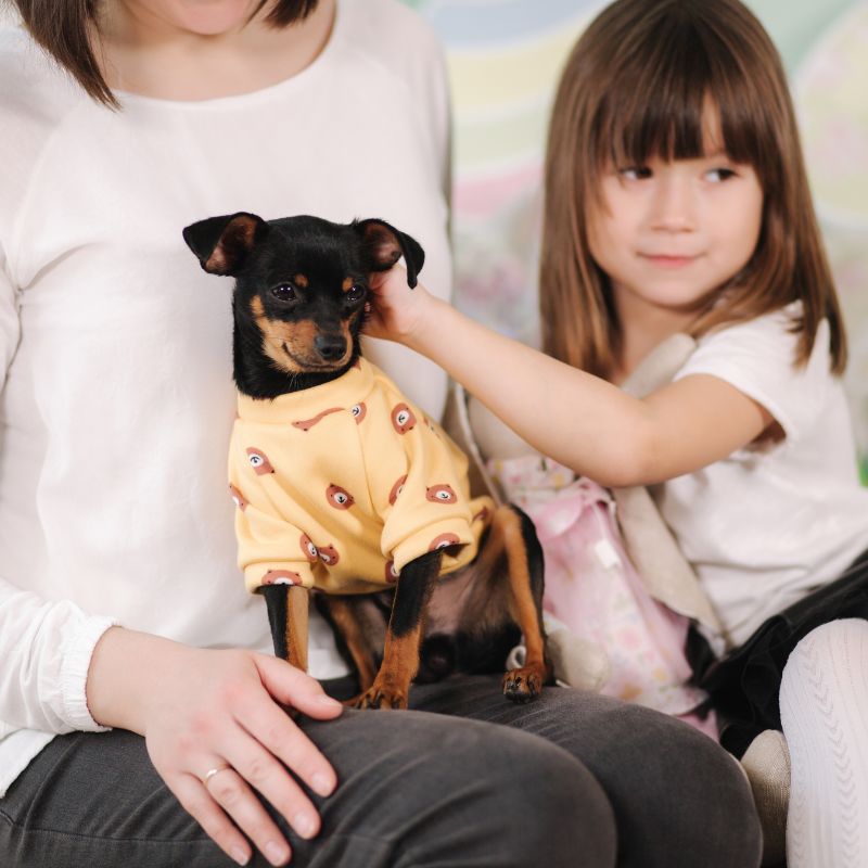 are chihuahuas good with kids chihuahuas shop