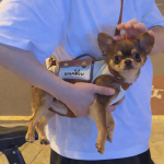 Everyday Chihuahua Sling Carrier