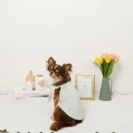 PastelDream Chihuahua Top chihuahuas shop 1