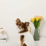 PastelDream Chihuahua Top chihuahuas shop 1