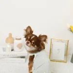 PastelDream Chihuahua Top chihuahuas shop 1