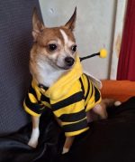 busybee chihuahua costume (2)