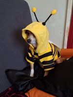 busybee chihuahua costume (2)