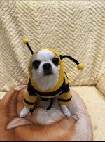 busybee chihuahua costume (2)