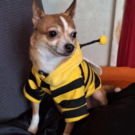 busybee chihuahua costume (2)