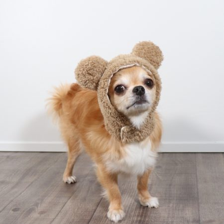 teddy chihuahua hat chihuahuas shop