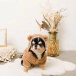 teddy chihuahua winter coat chihuahuas shop
