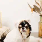 teddy chihuahua winter coat chihuahuas shop