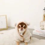 teddy chihuahua winter coat chihuahuas shop