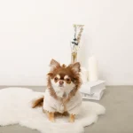 teddy chihuahua winter coat chihuahuas shop