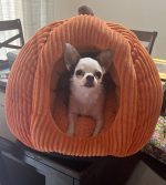 Pumpkin Chihuahua Bed