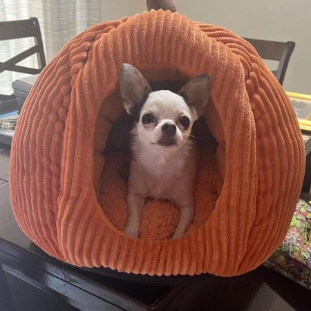 Pumpkin Chihuahua Bed