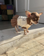teddy chihuahua dress