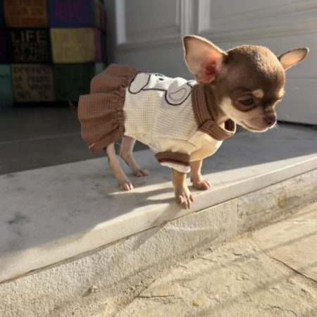 teddy chihuahua dress